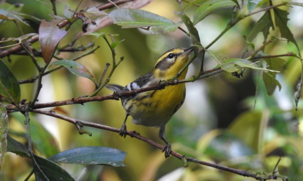 Warbler, Blackburnian, CATIE, Canal (2)