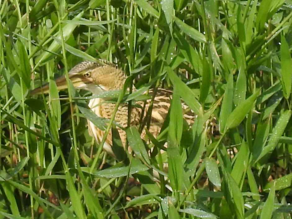 Bittern, Pinnated, Angostura, Casa Turire (3)