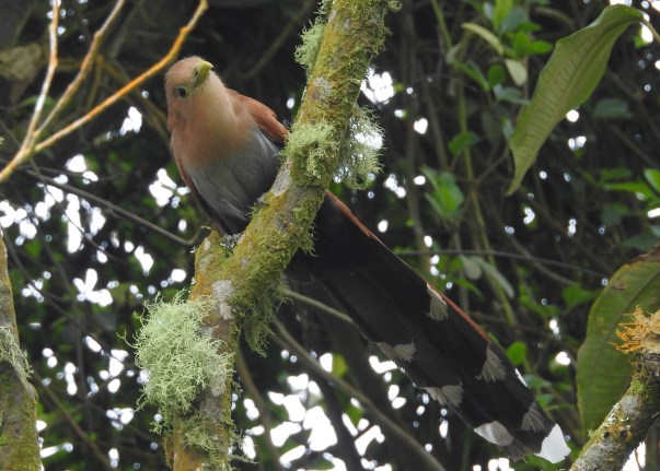 Cuckoo, Squirrel, Las Virtudes (3)