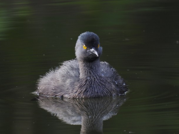 Grebe, Least, adult, Reserva Las Brisas (1)