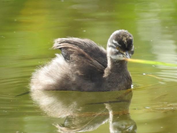 Grebe, Least, immature, Reserva Las Brisas (1)
