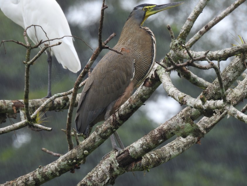Heron, Tiger-, Bare-throated, Peralta (1)