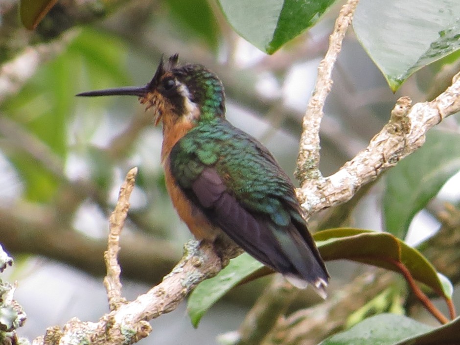 Hummingbird Mountain-gem, Purple-throated female, Santa Rosa (3)