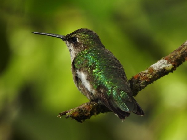 Hummingbird, Ruby-throated, imm male, Reserva Las Brisas (3)