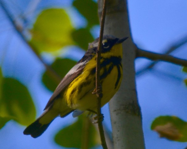 Magnolia Warbler Minn