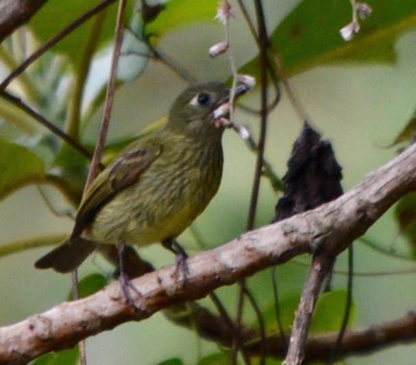 Olive-striped Flycatcher