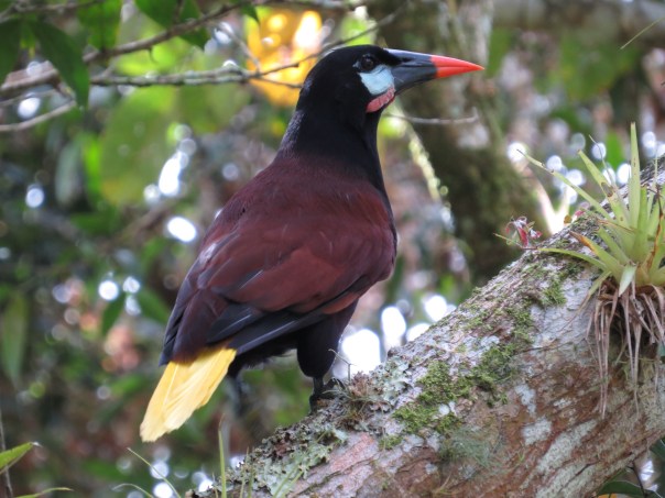 Oropendola, Montezuma CATIE canal (2)