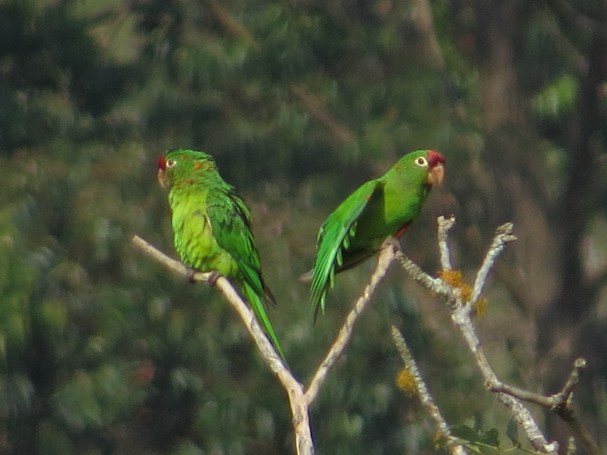 Parakeet, Crimson-Fronted, La Muralla