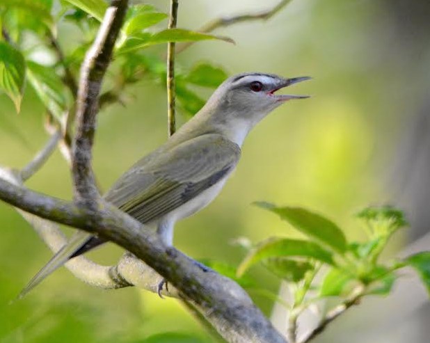 Red-eyed Vireo Minnesota