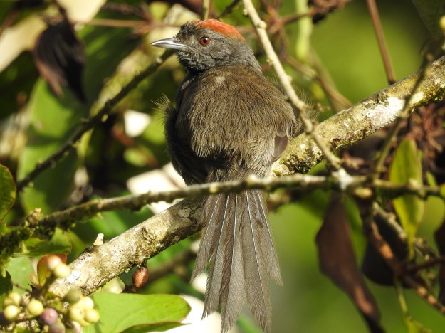 Spinetail, Slaty, adult, Reserva Las Brisas (1)