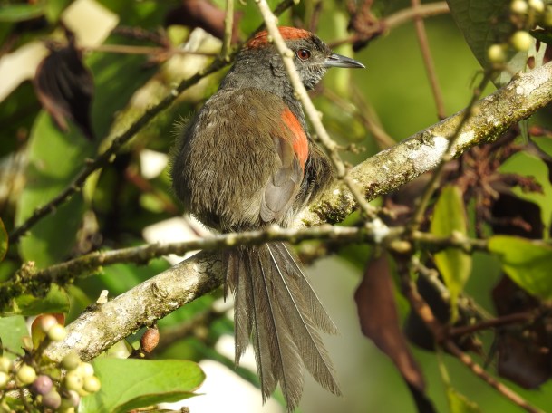 Spinetail, Slaty, Reserva Las Brisas (11)
