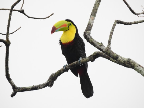 Toucan, Keel-billed, Lagos de Bonilla (85)