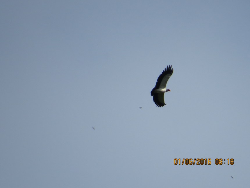 Vulture, King (Peralta, soaring) (1)