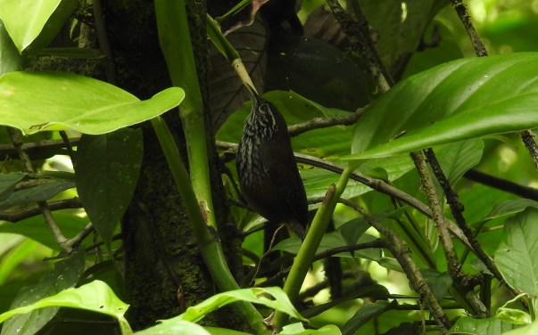 Wren, Stripe-breasted, Reserva Las Brisas (1)
