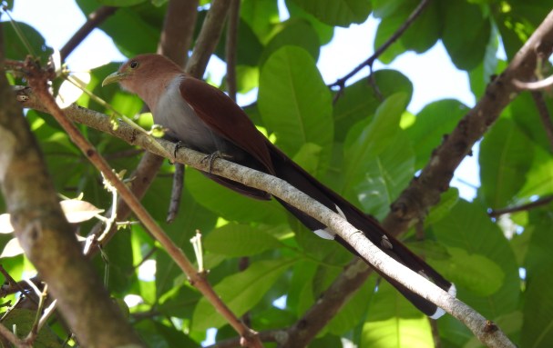 Cuckoo, Squirrel, Paraiso (1)