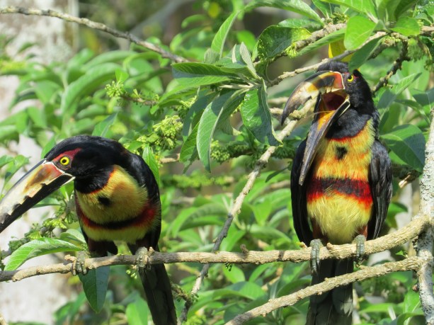 Toucan, Aracari, Collared (Santa Rosa; garden)