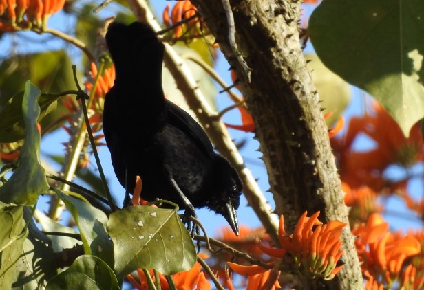 Blackbird, Melodious, Paso Marcos (1)