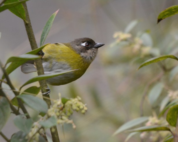 Common Chlorospingus Calle Vargas