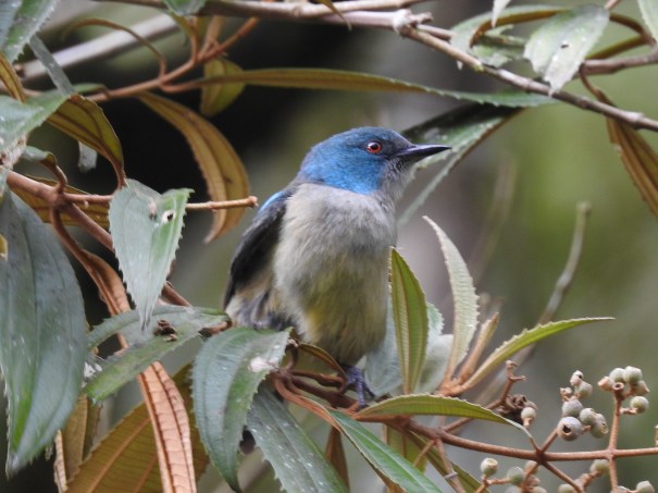 Dacnis, Scarlet-thighed, female, Canal CATIE (1)