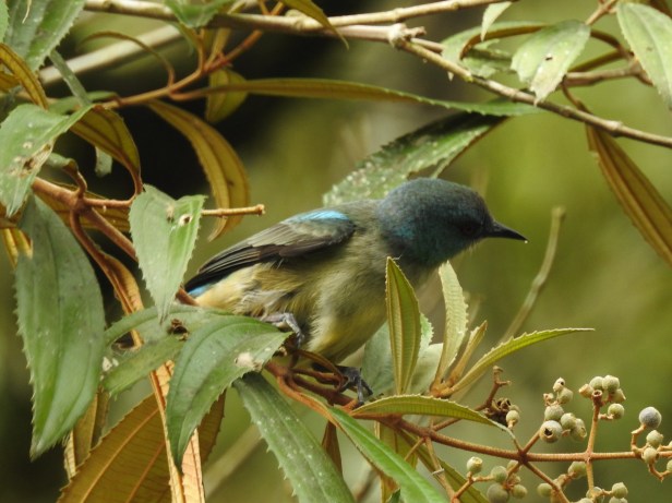 Dacnis, Scarlet-thighed, female, Canal CATIE (3)