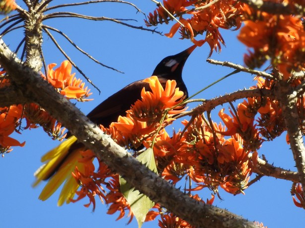Oropendola, Montezuma, Paso Marcos