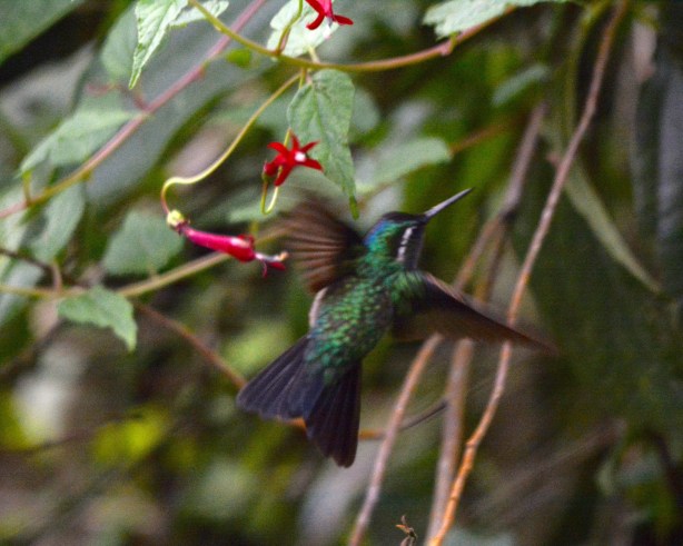 Purple-throated Mountain Gem