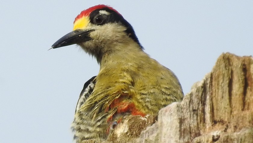 Woodpecker, Black-checked, male, Angostura (2)