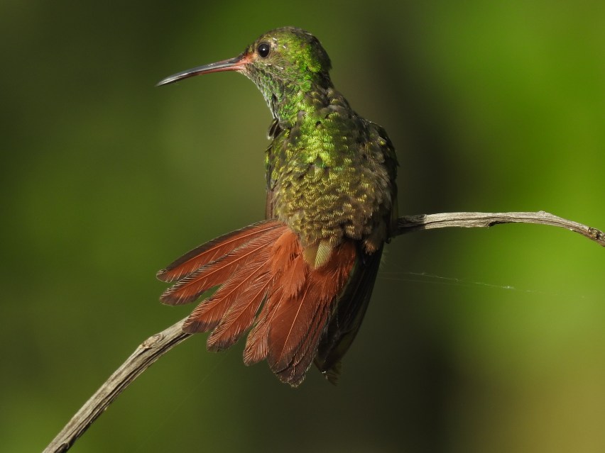 Hummingbird, Rufous-tailed, Santa Rosa (2)