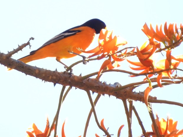 Oriole, Baltimore, male, Paso Marcos (2)