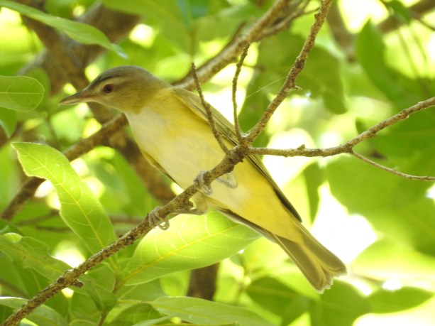 Vireo, Yellow-green, Paraiso (1)