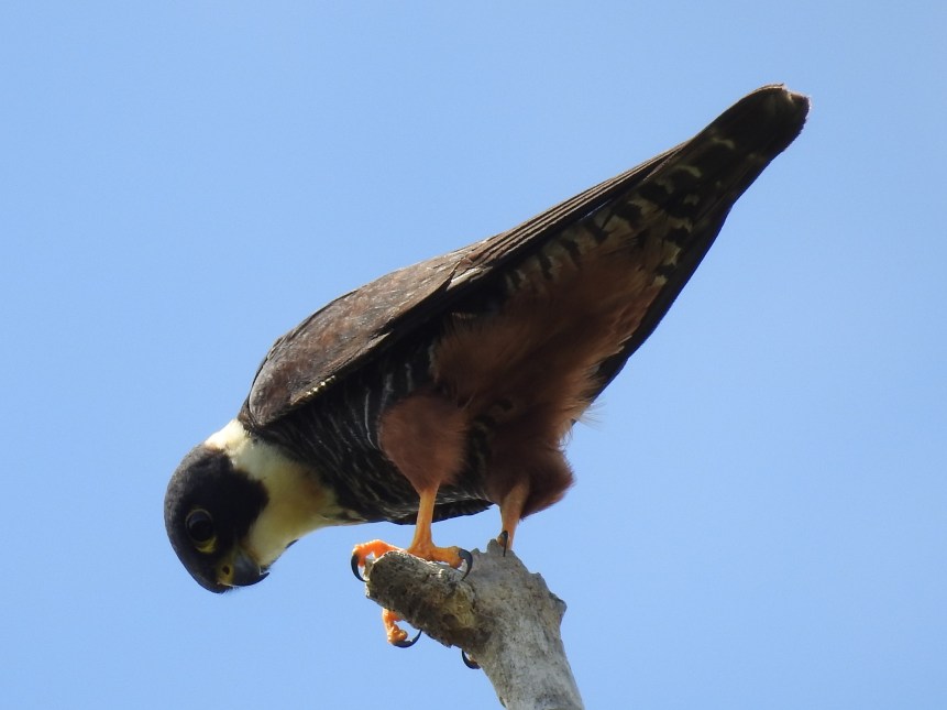 Falcon, Bat, Finca Estrella (1)