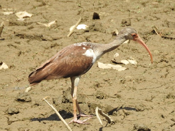 Ibis, White, immature, Coto 47 - Colorado river (2)
