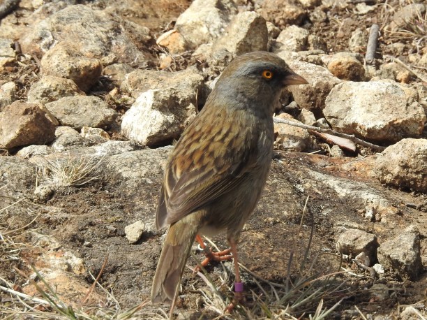 Junco, Volcano, Cerro de la Muerte (2)