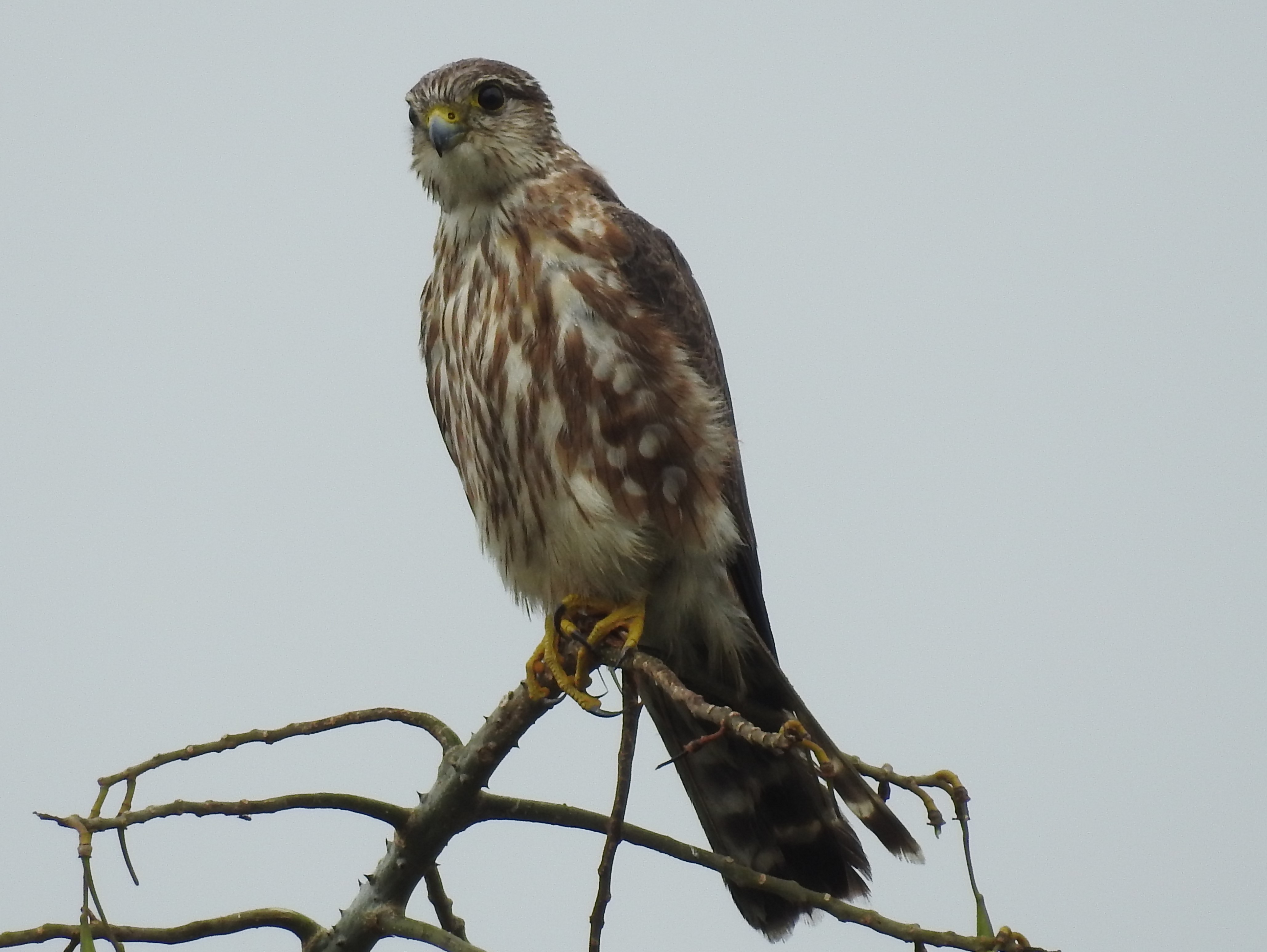 Merlin, female, immature, Santa Rosa (2)