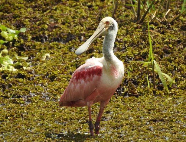 Spoonbill, Roseate, Rio Coto (1)