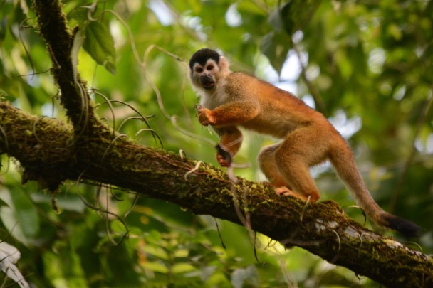 Squirrel Monkey 2.jpg