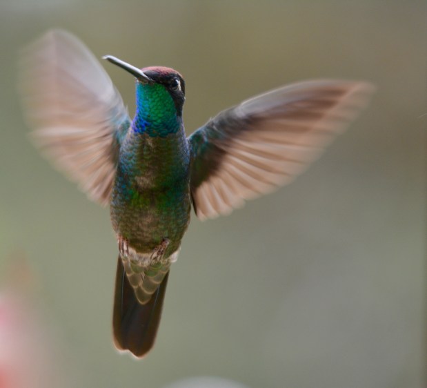 Magnificent Hummingbird (Talamanca Hummingbird)