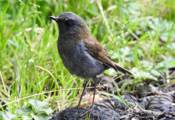 Thrush, Nightingale-, Black-billed, Tapojo, V Turrialba (3)