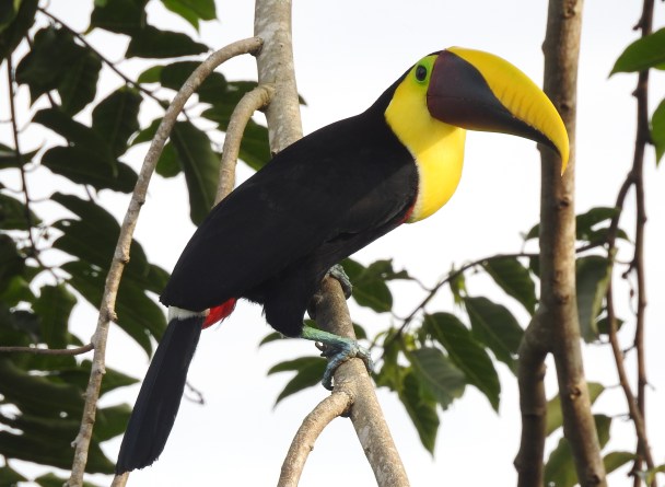 Toucan, Chestnut-mandibled, Finca Estrella (2)