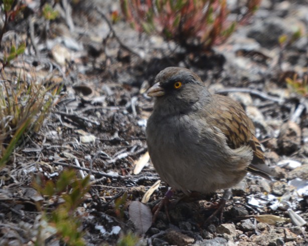 Volcano Junco