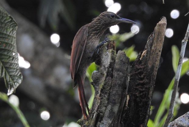 Woodcreeper, Cocoa, Finca Estrella (6)