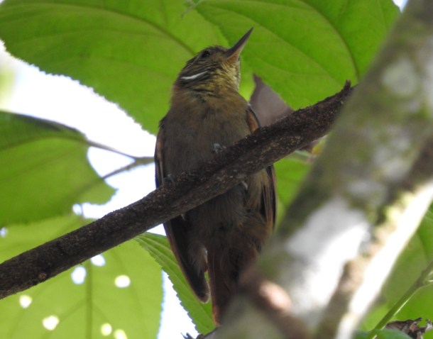 Woodcreeper, Xenops, Plain, Finca Estrella