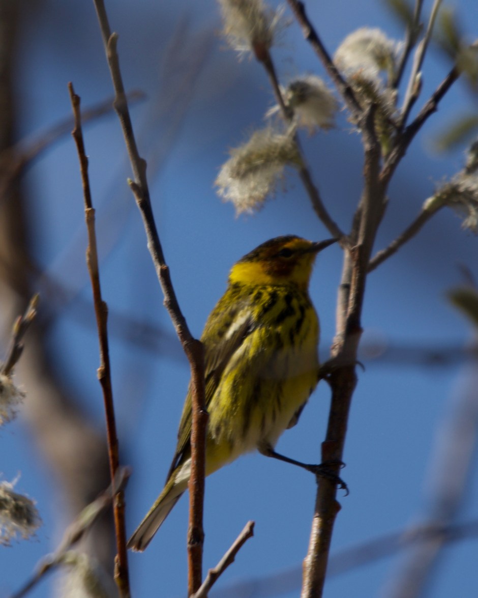 Cape May warbler Minn