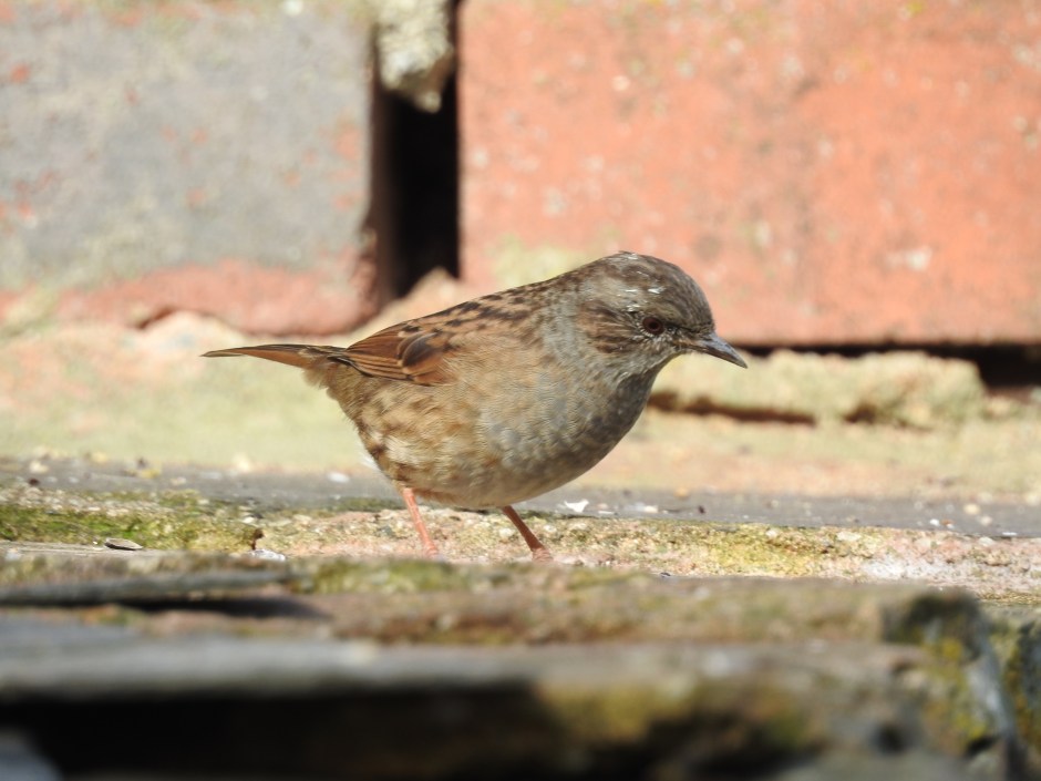 Dunnock, Burrington (3)