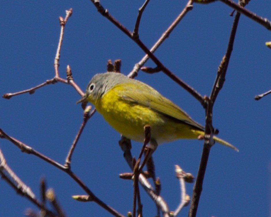 Nashville Warbler