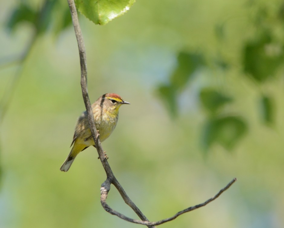 Palm Warbler Minnesota