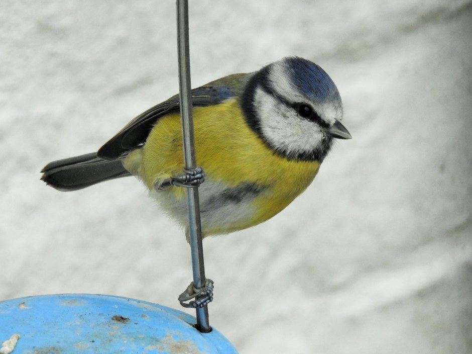 Tit, Blue, Wales (3)