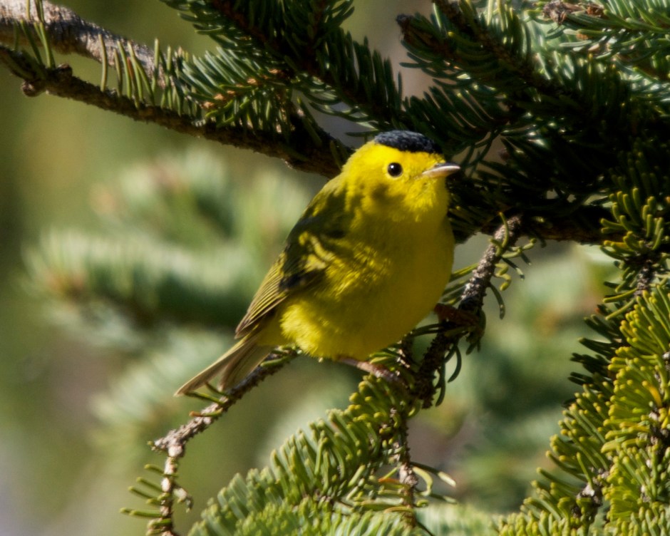 Wilson's Warbler