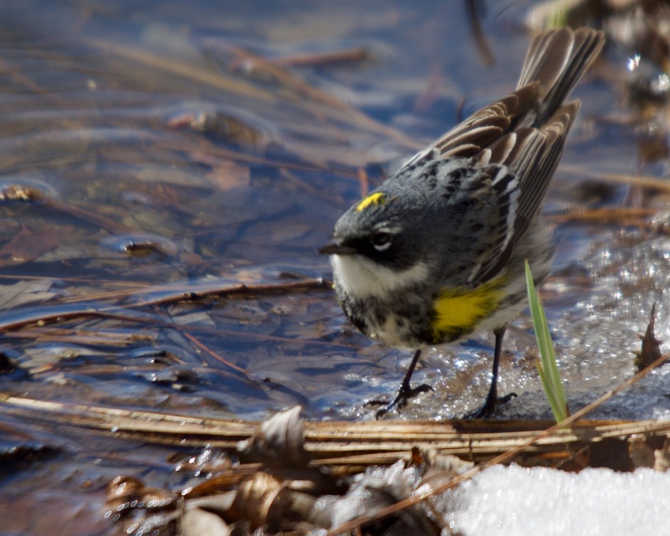 Yellow-rumped Warbler