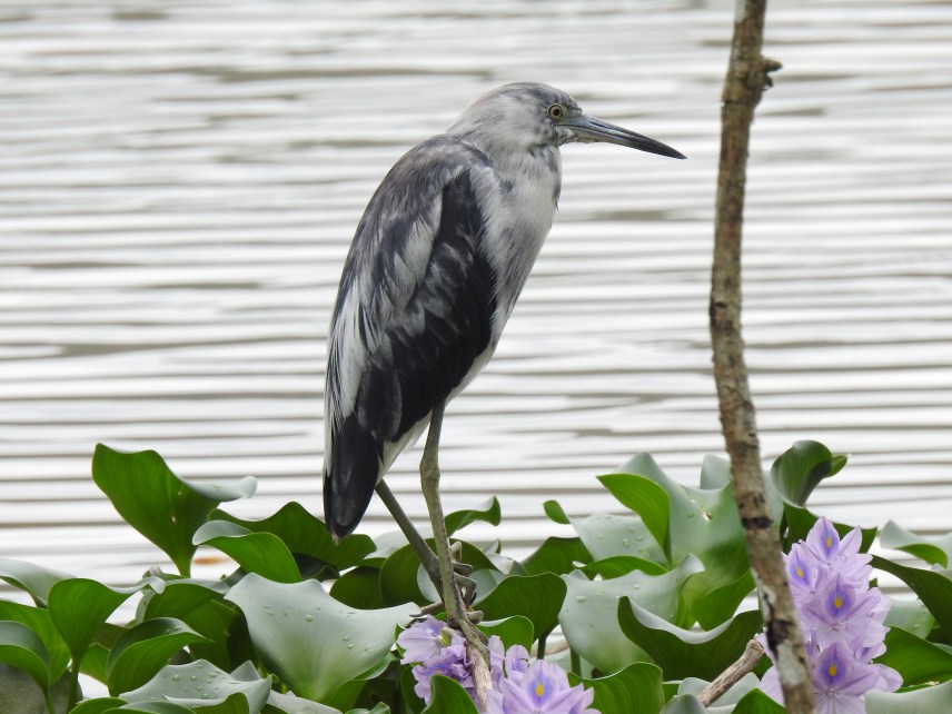 Heron, Little-blue, immature, Casa Turire